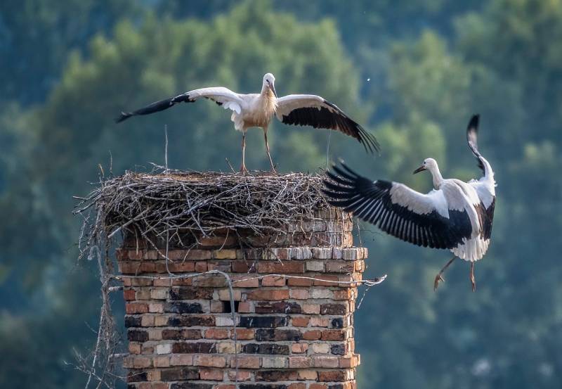 Professional Chimney Animal Removal Services in Bel Air, Maryland