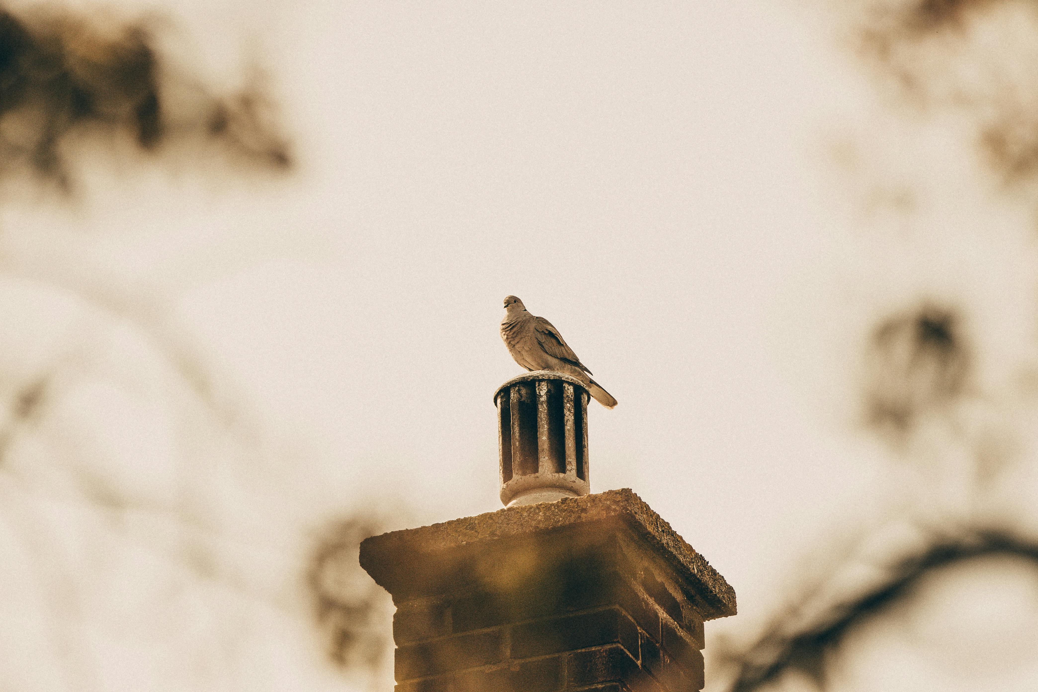 Quality Chimney Caps and Dampers Installation in Bel Air, MD Professional Chimney Cap and Damper In Bel Air Maryland